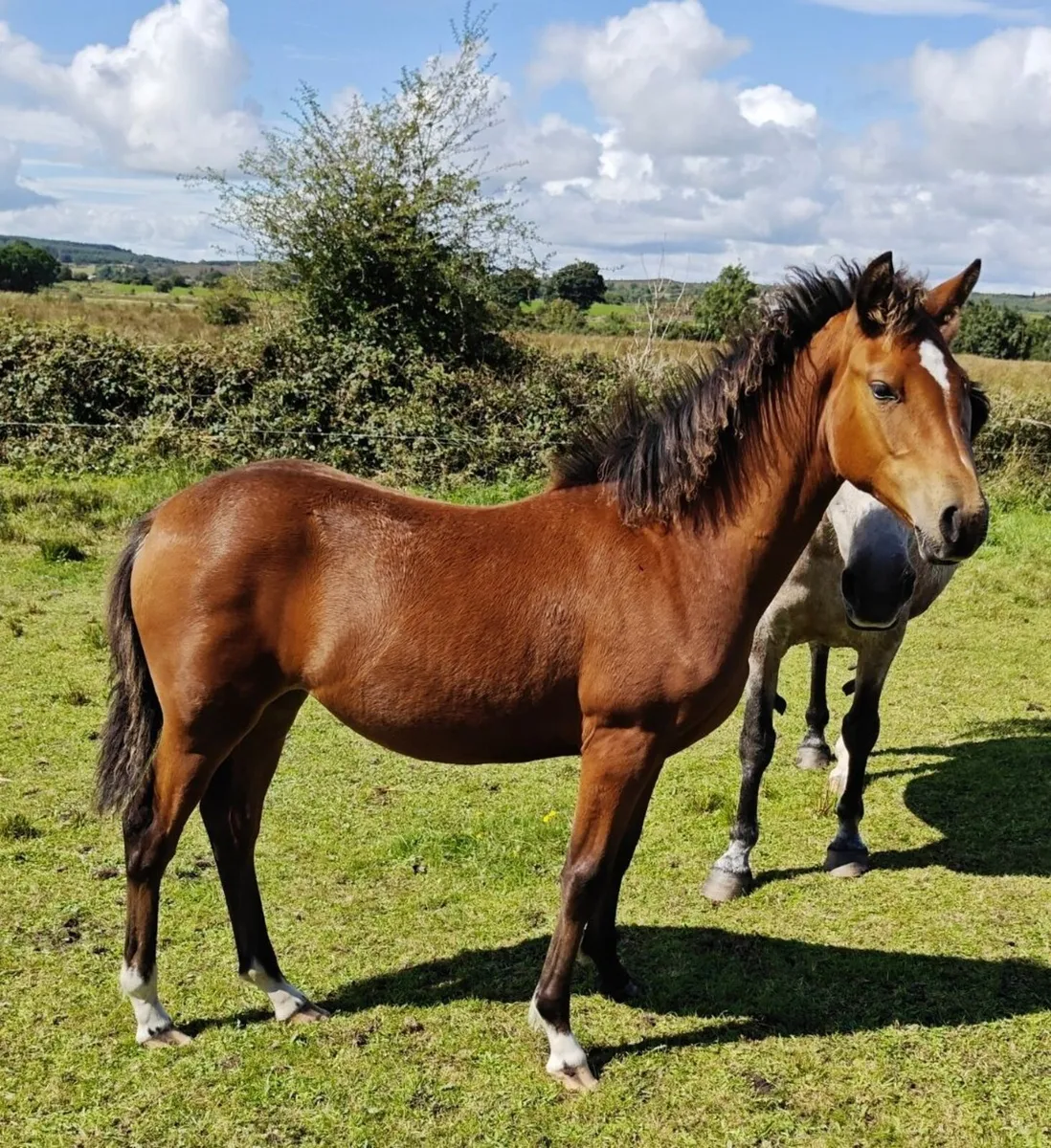 Bog Mac Bobby x Moonlight Silver Shadow filly foal - Image 1