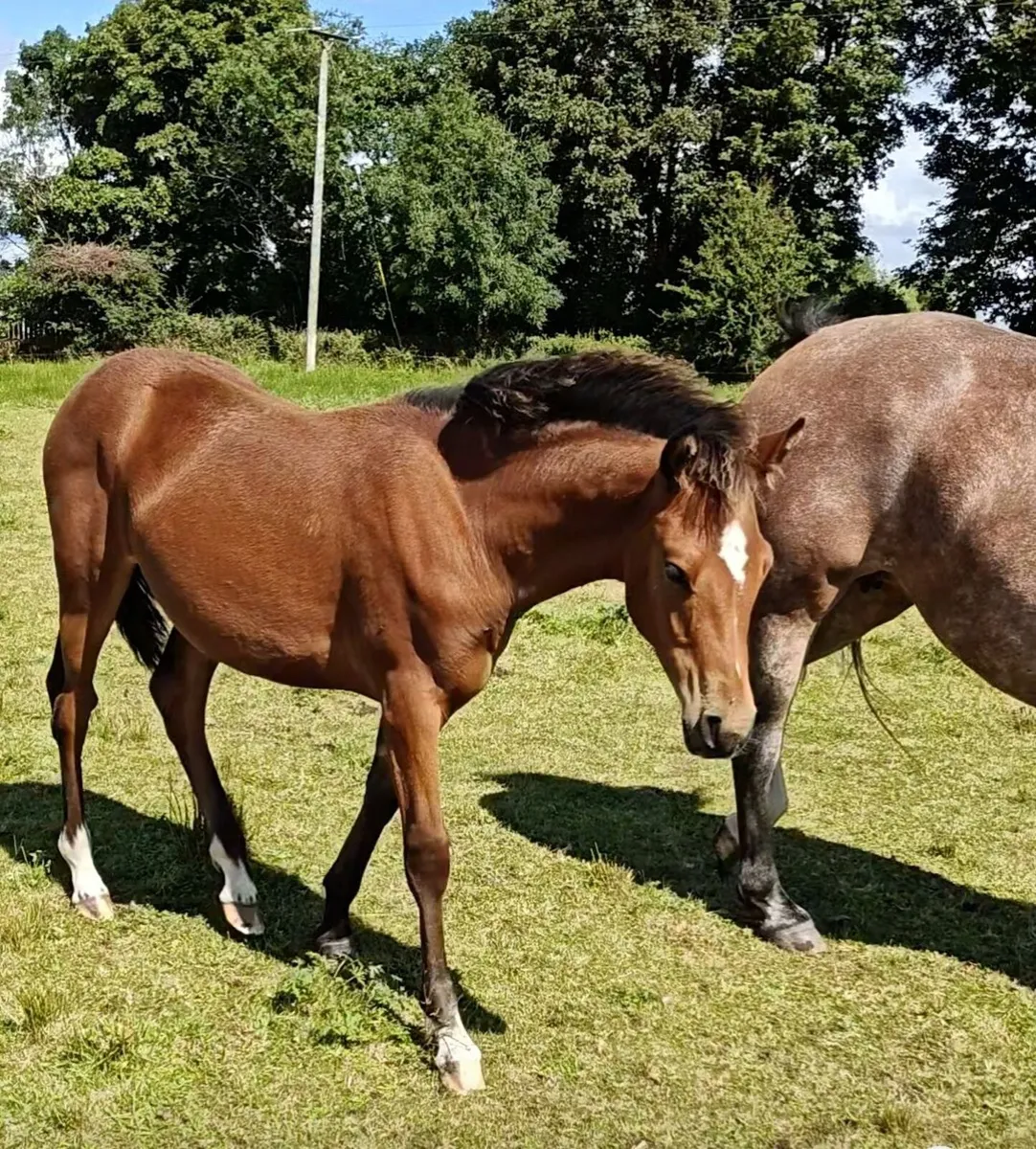 Bog Mac Bobby x Moonlight Silver Shadow filly foal - Image 2
