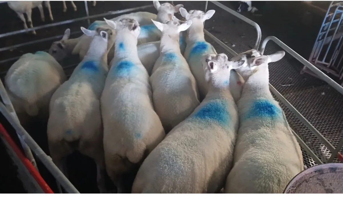 For Sale: Texel cross hoggets - Image 1