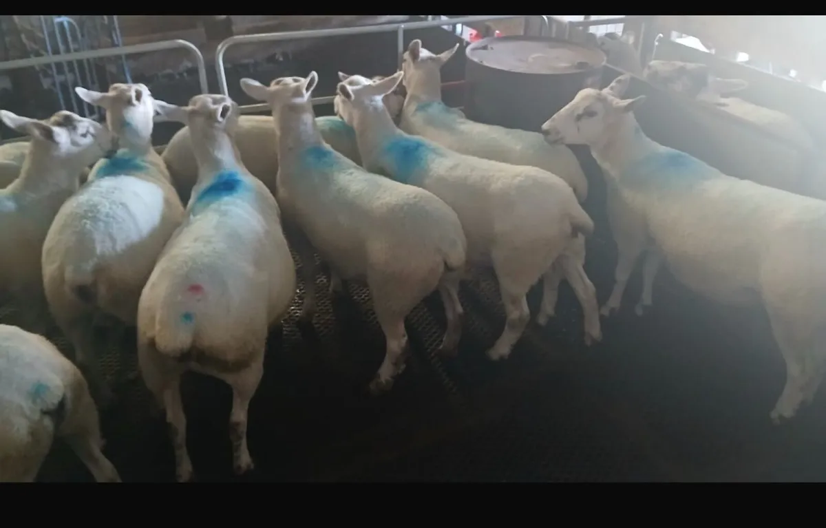 For Sale: Texel cross hoggets - Image 2