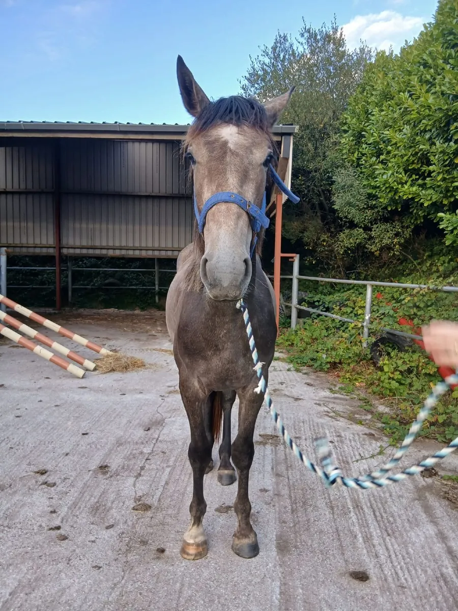 2yo TIH Gelding by Pointilliste - Image 2