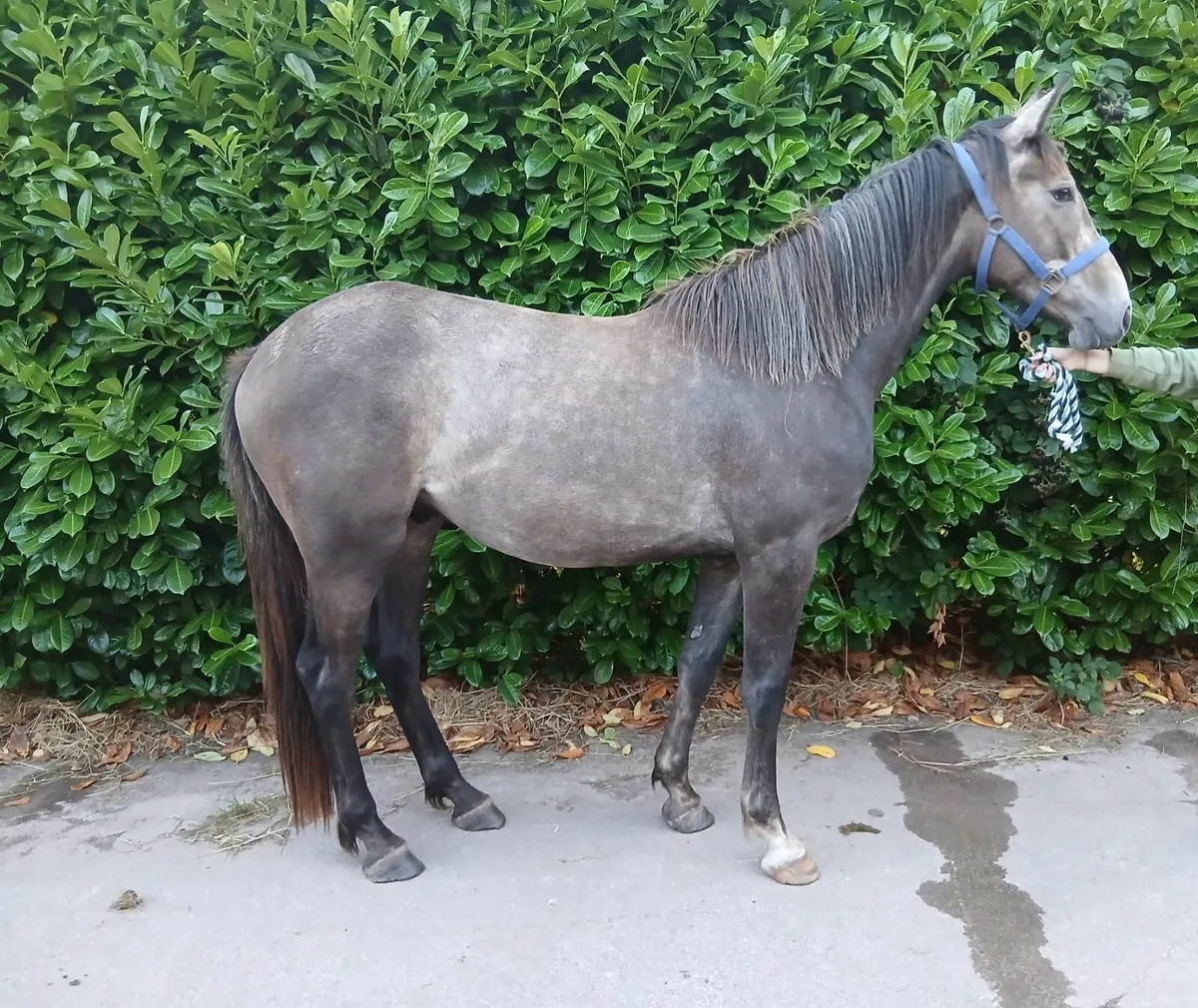 2yo TIH Gelding by Pointilliste - Image 3