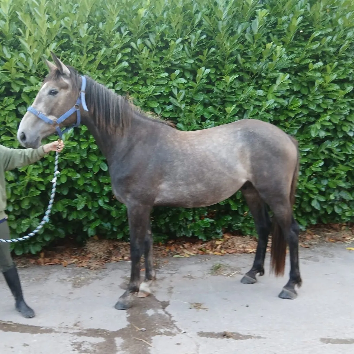 2yo TIH Gelding by Pointilliste - Image 4