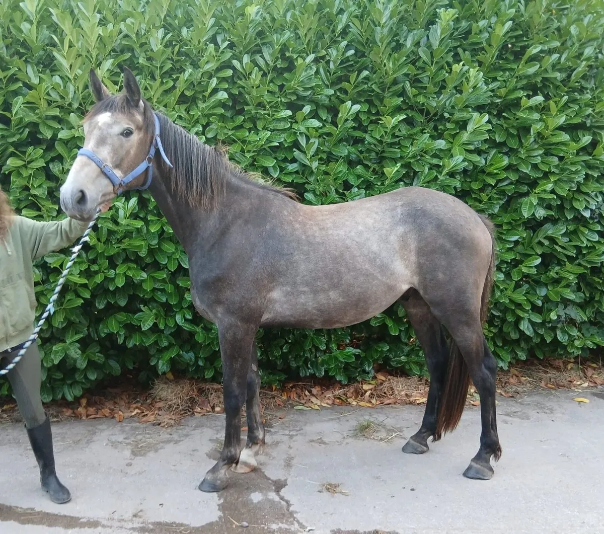 2yo TIH Gelding by Pointilliste - Image 1