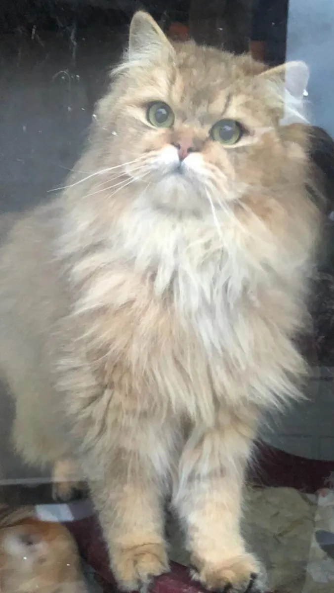 BRITISH LONGHAIR and BRITISH SHORTHAIR - Image 1