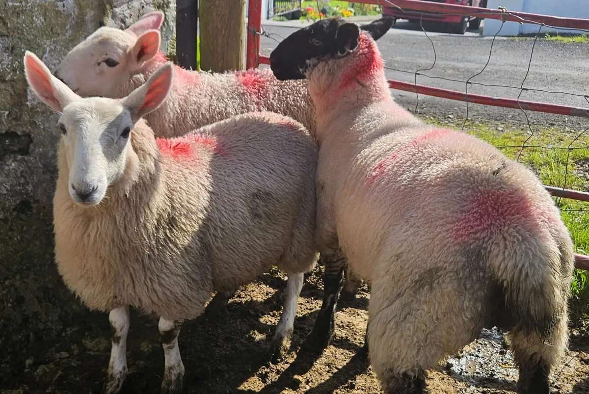 Ewe lambs - Image 2