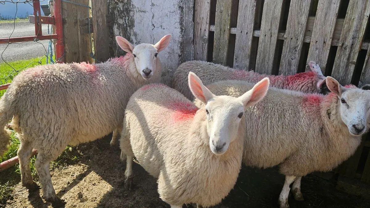 Ewe lambs - Image 3