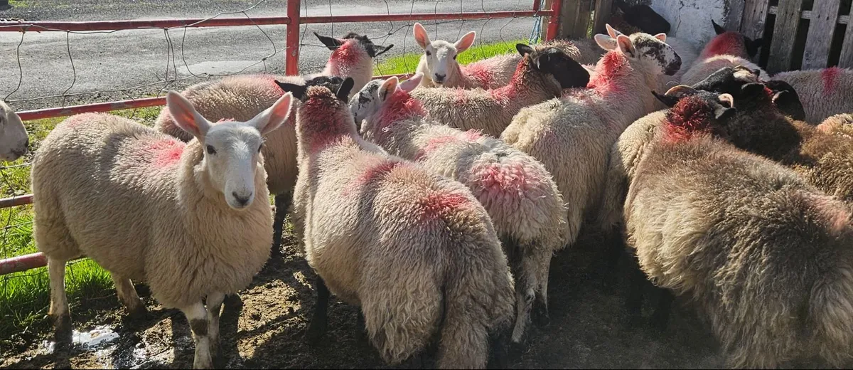 Ewe lambs - Image 4