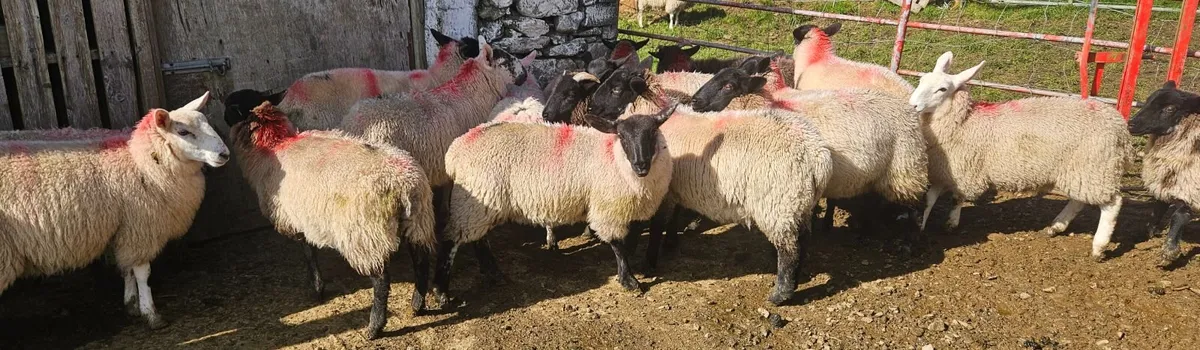Ewe lambs - Image 1
