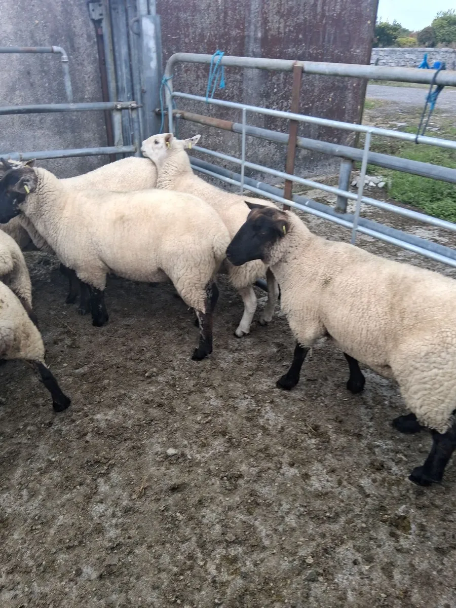Hoggets - Image 2