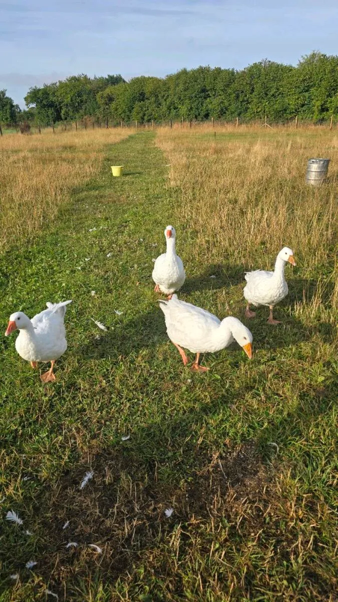 4 geese and male pygmy goat - Image 1