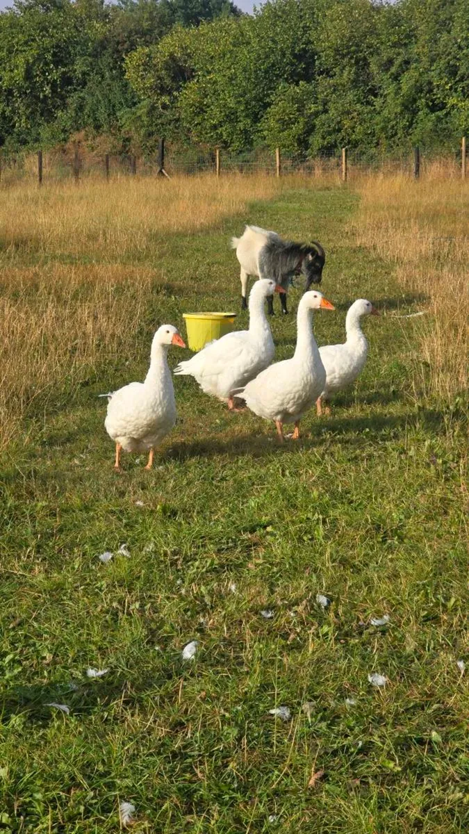 4 geese and male pygmy goat - Image 3