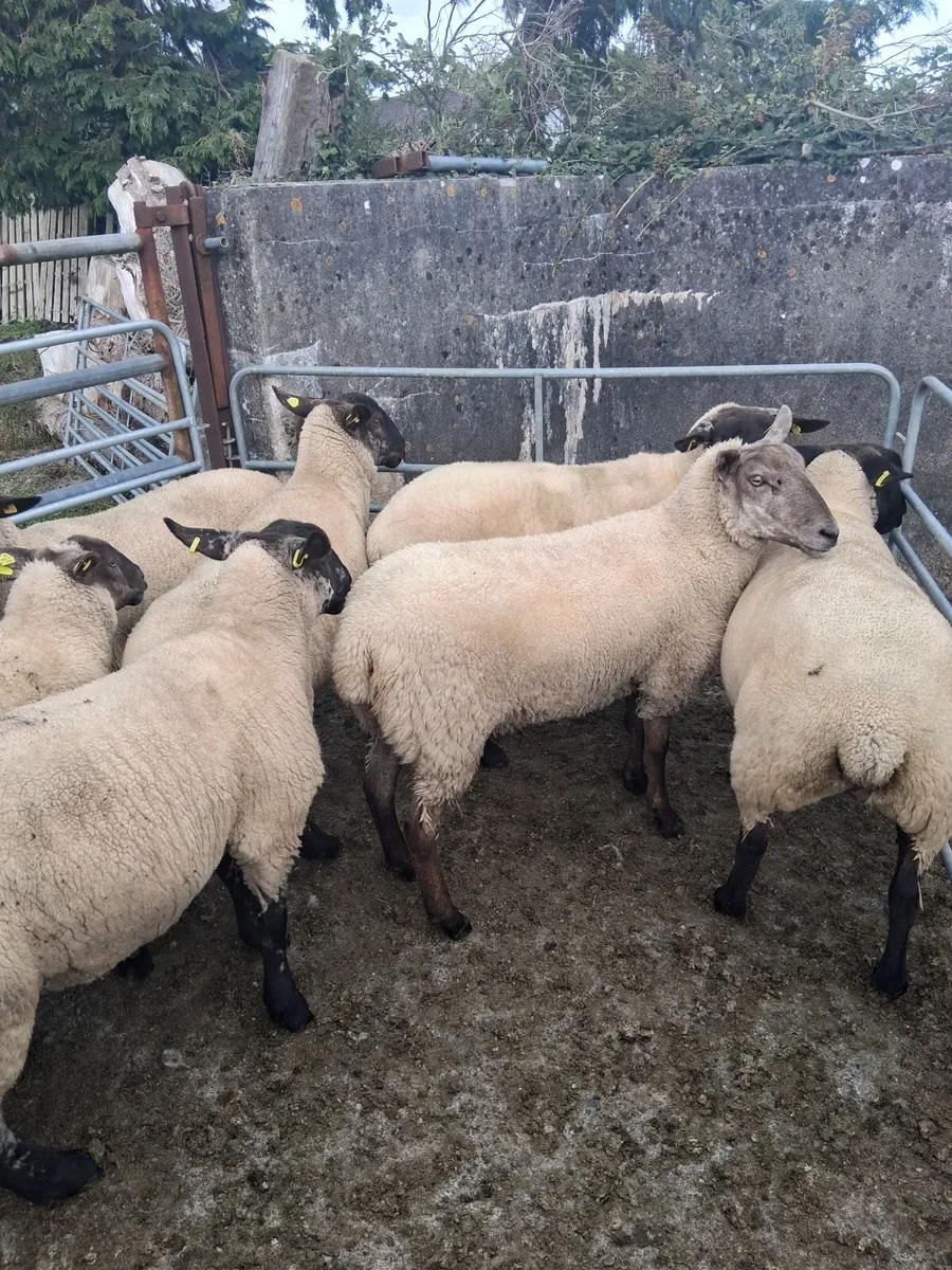 Hoggets - Image 3