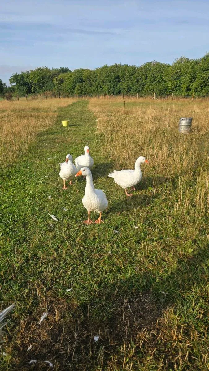 4 geese and male pygmy goat - Image 2