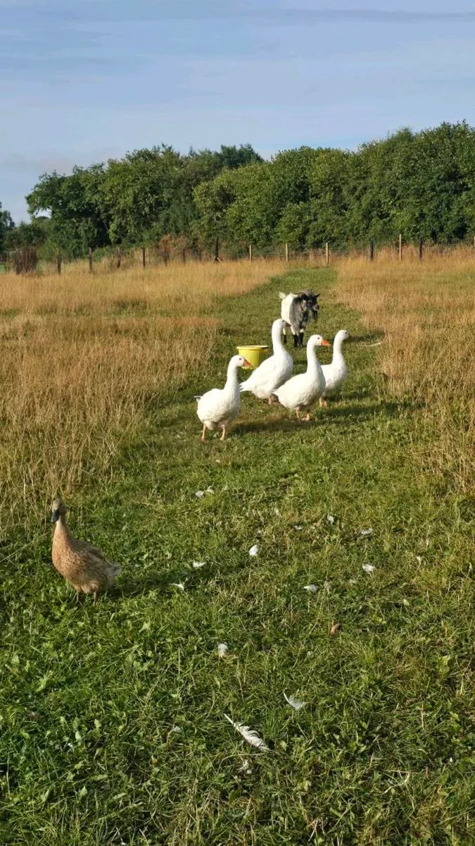 4 geese and male pygmy goat - Image 4