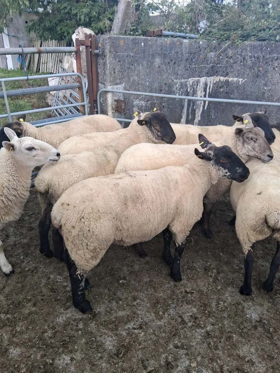Hoggets - Image 4