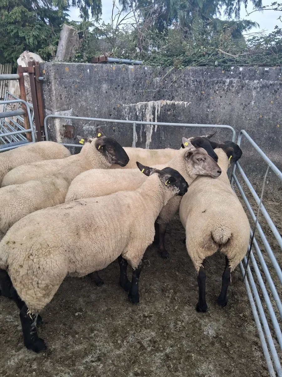 Hoggets - Image 1