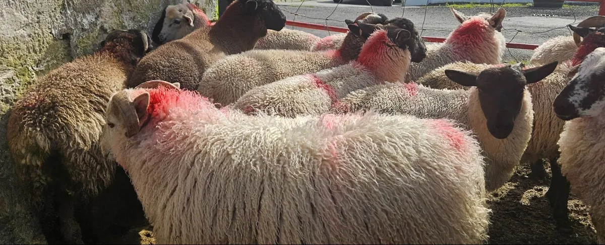 Ram lambs - Image 2