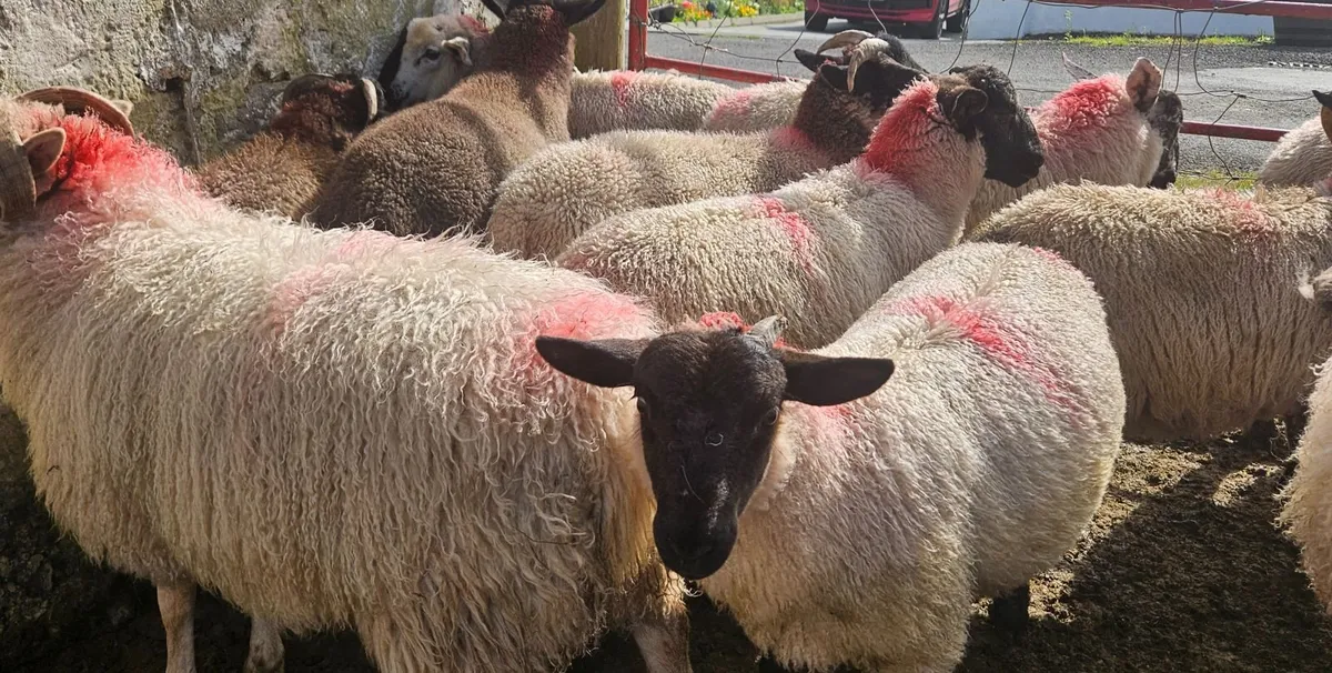 Ram lambs - Image 3