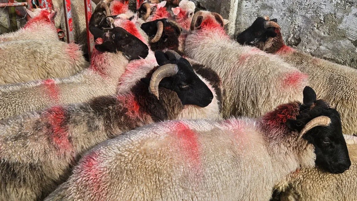 Ram lambs - Image 1