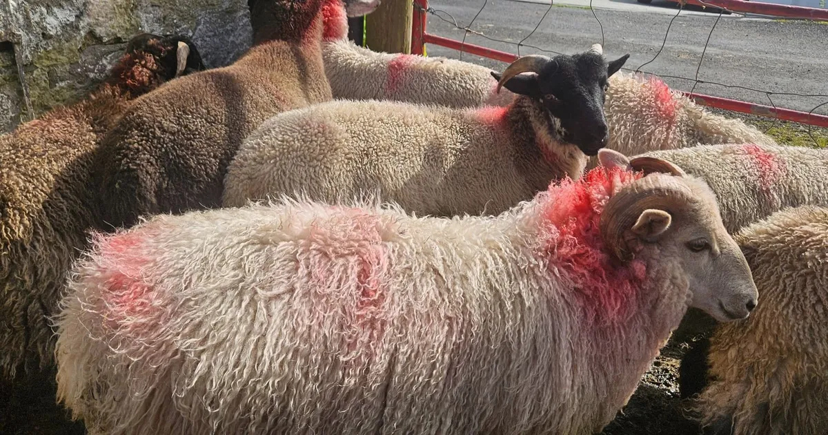 Ram lambs - Image 4