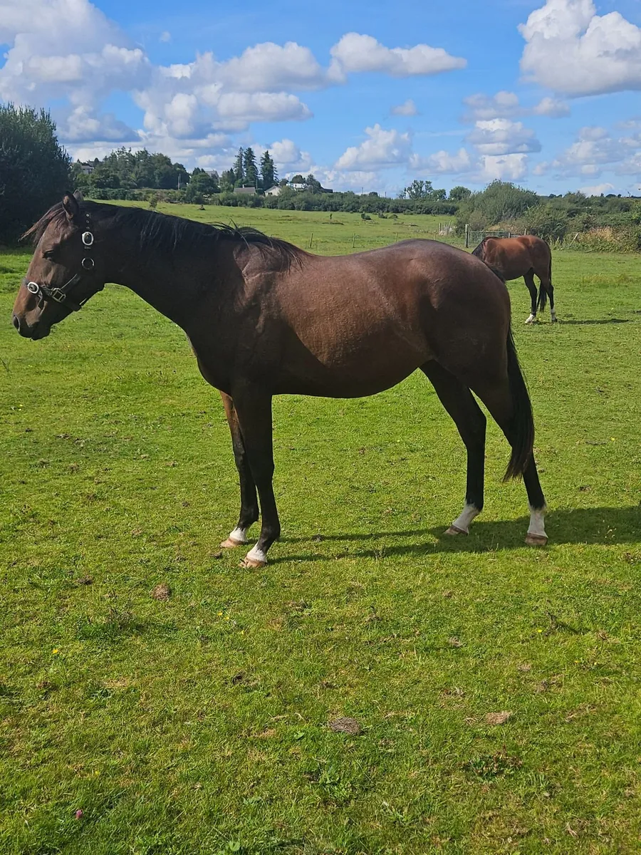 2 year old alkumait filly - Image 2