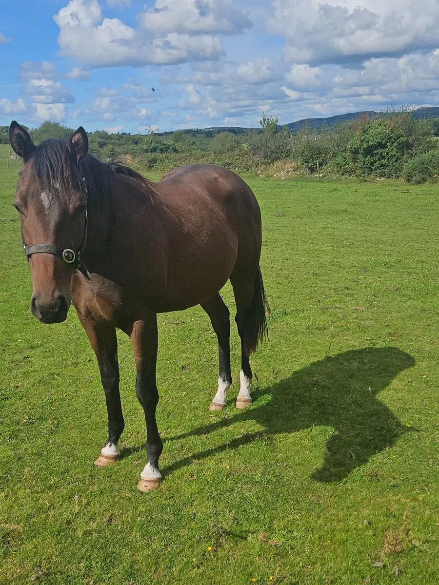 2 year old alkumait filly - Image 1