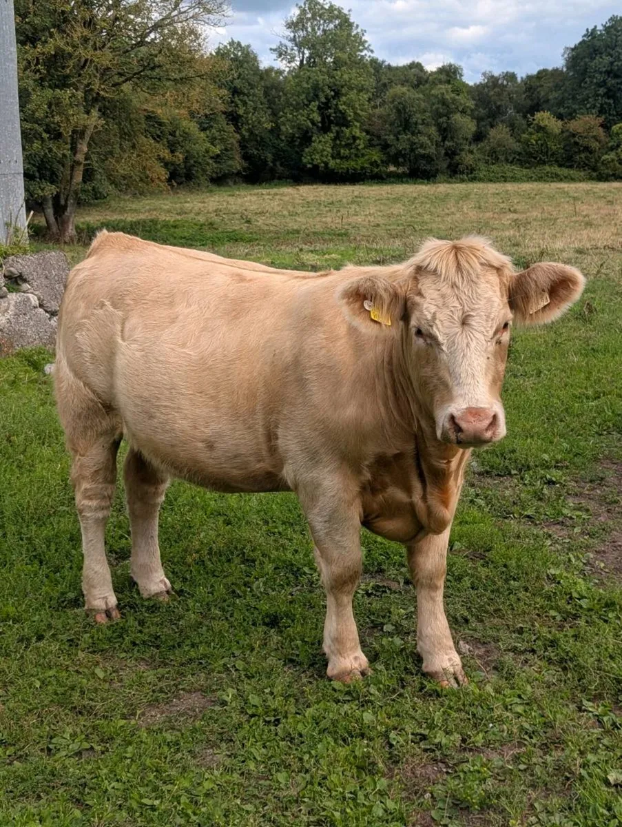 Heifers - Image 2