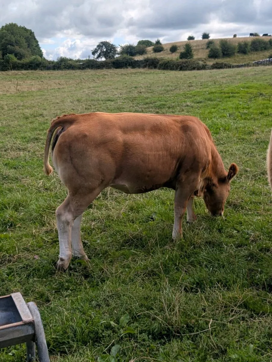 Heifers - Image 4