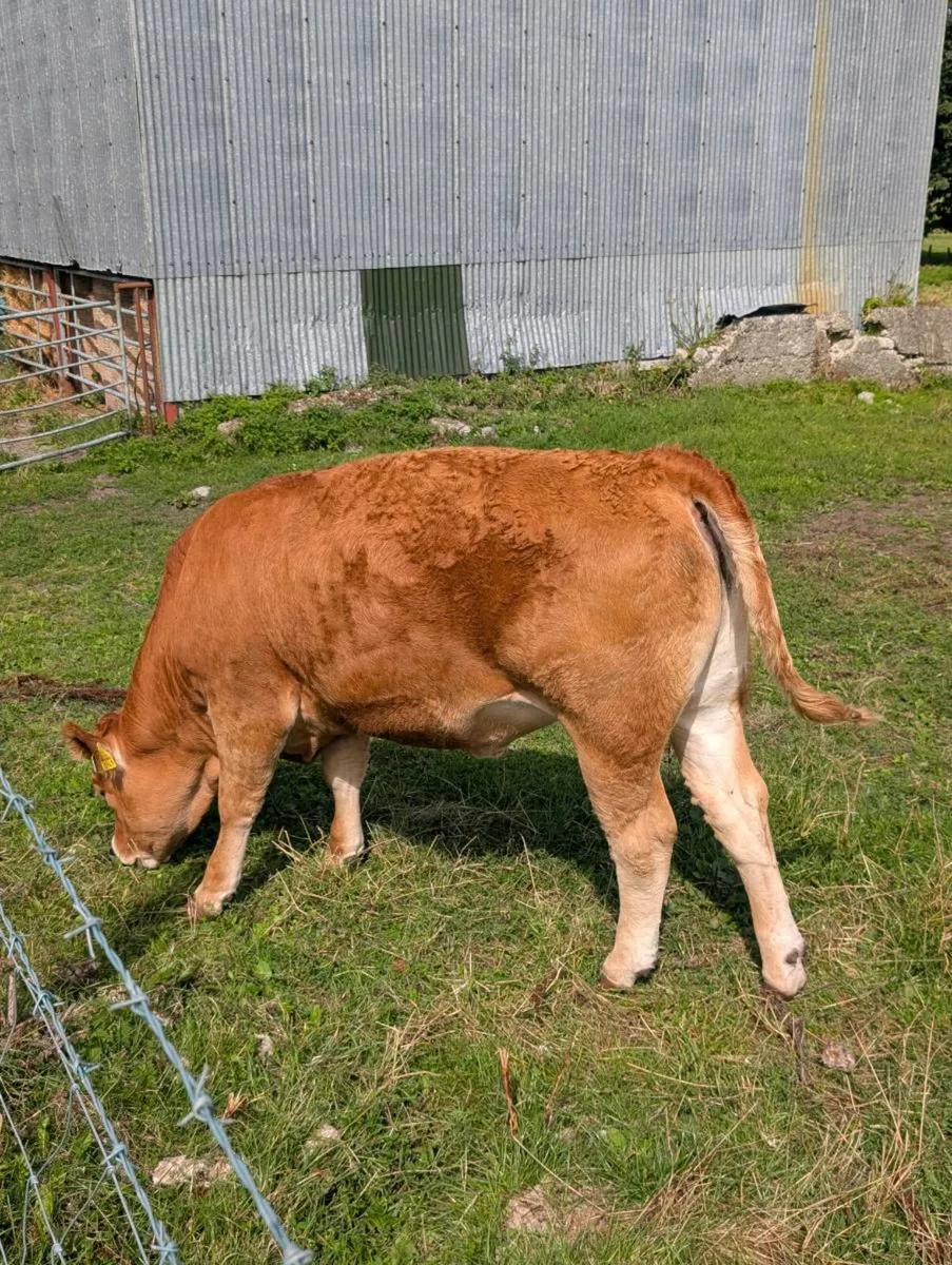 Heifers - Image 3