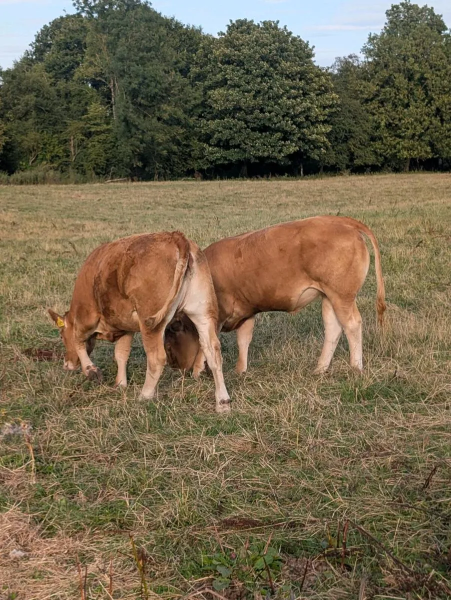 Heifers - Image 1