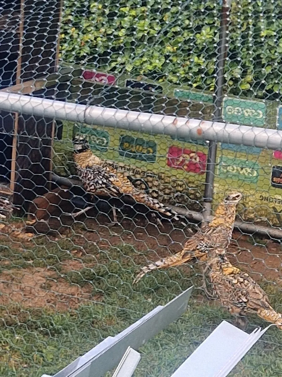 Reeves Pheasants - Image 1
