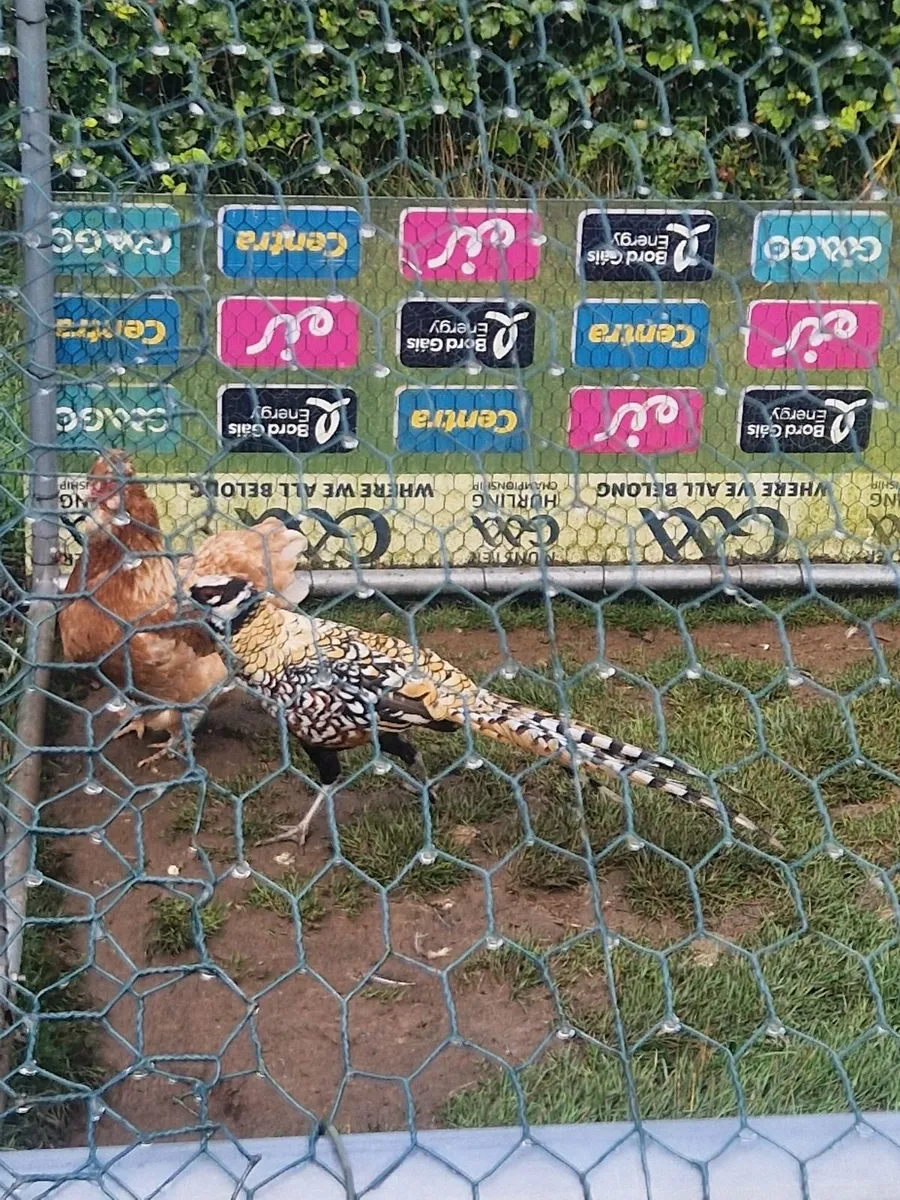 Reeves Pheasants - Image 2