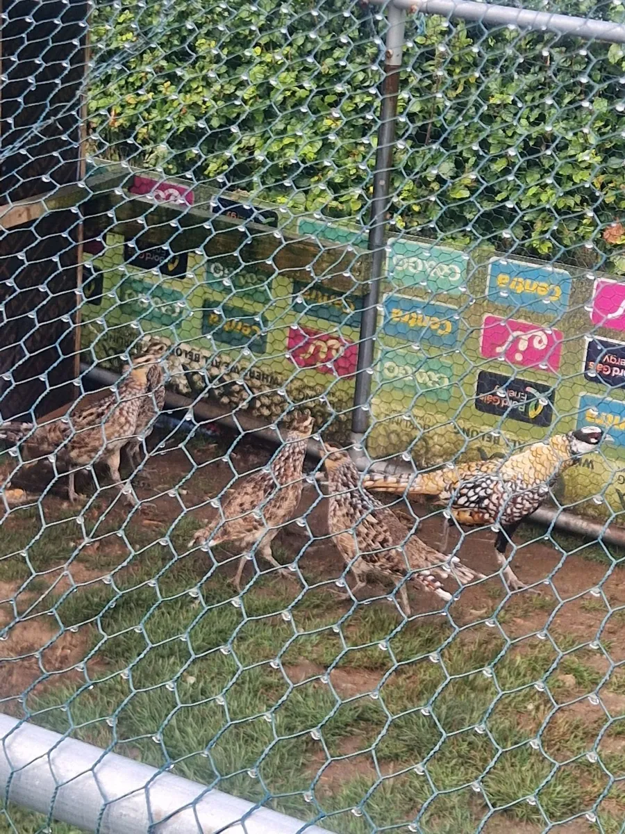Reeves Pheasants - Image 3