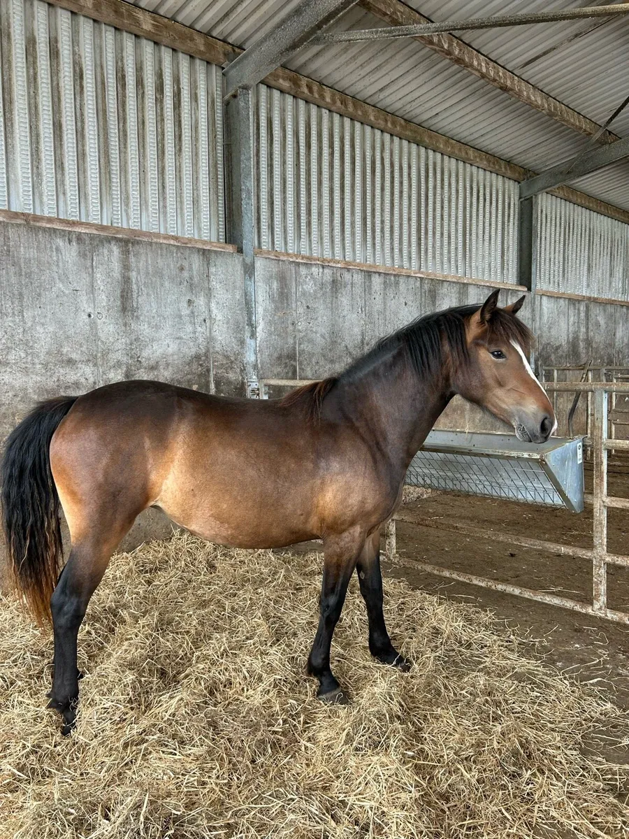 Beautiful 2 Yr Old Connemara Filly - Image 1