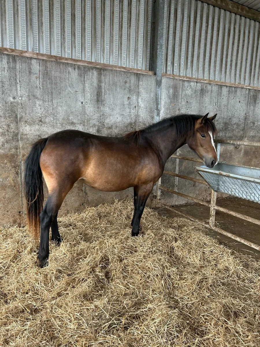 Beautiful 2 Yr Old Connemara Filly - Image 2