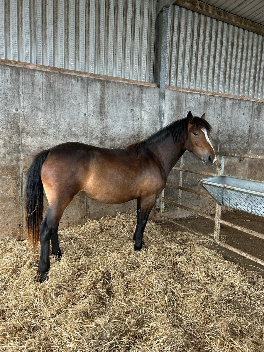 Beautiful 2 Yr Old Connemara Filly - Image 3