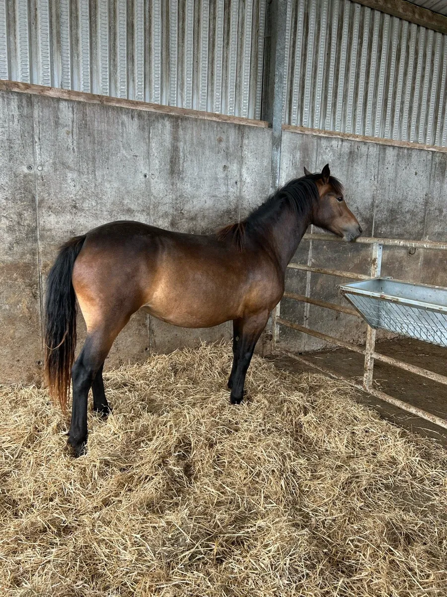 Beautiful 2 Yr Old Connemara Filly - Image 4