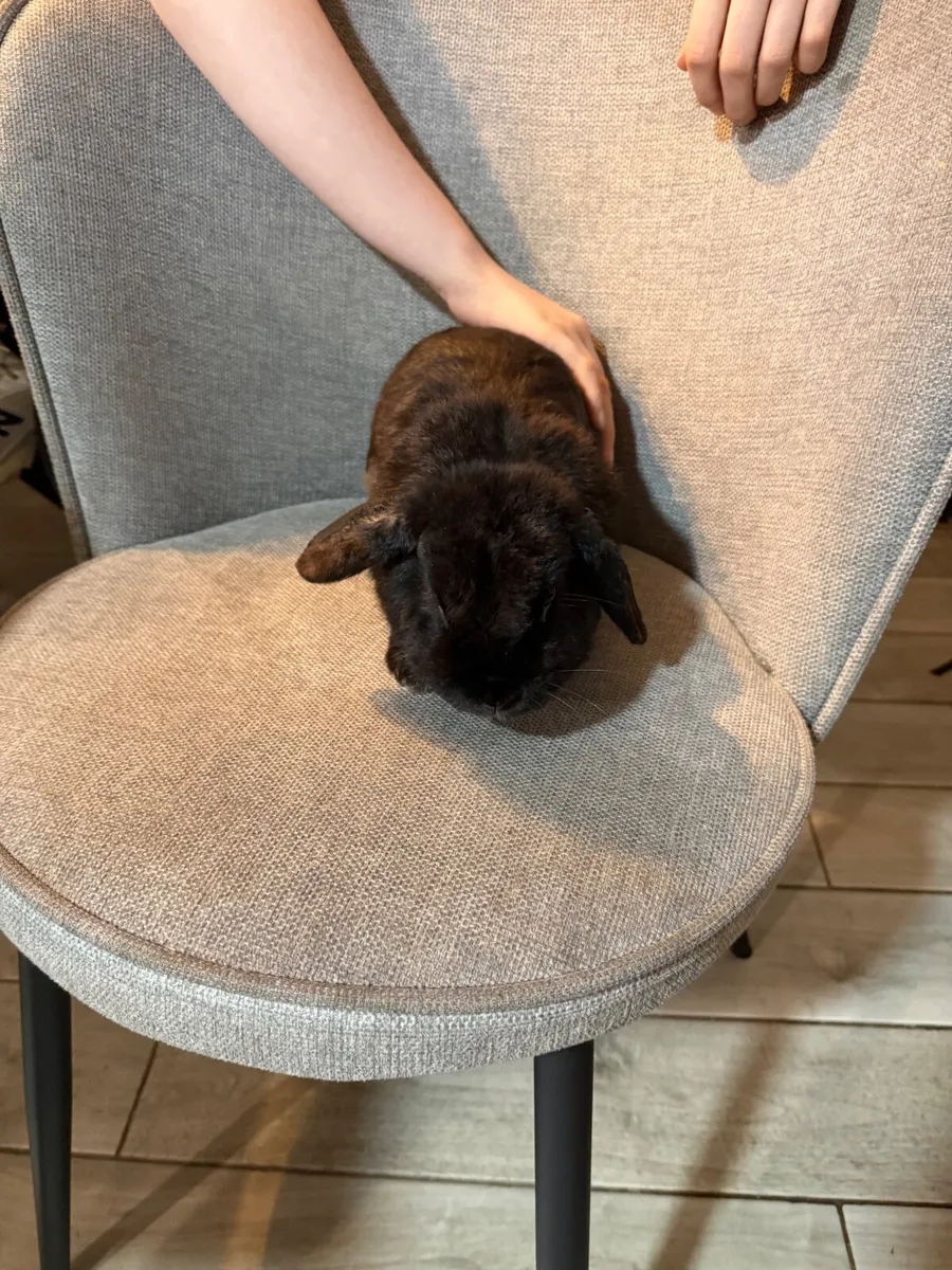 Rabbits - Image 1