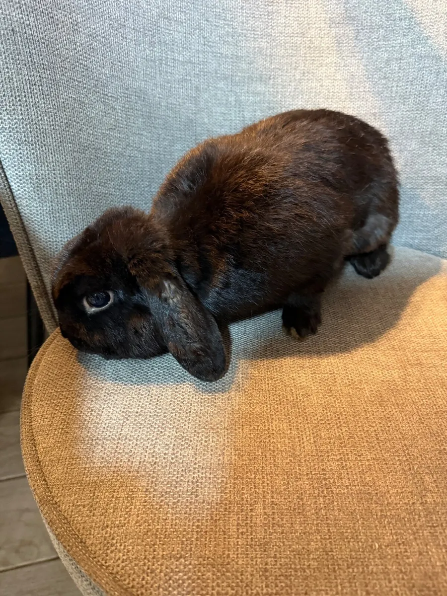 Rabbits - Image 2