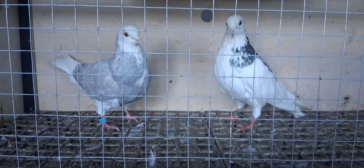 Pigeons - Image 2