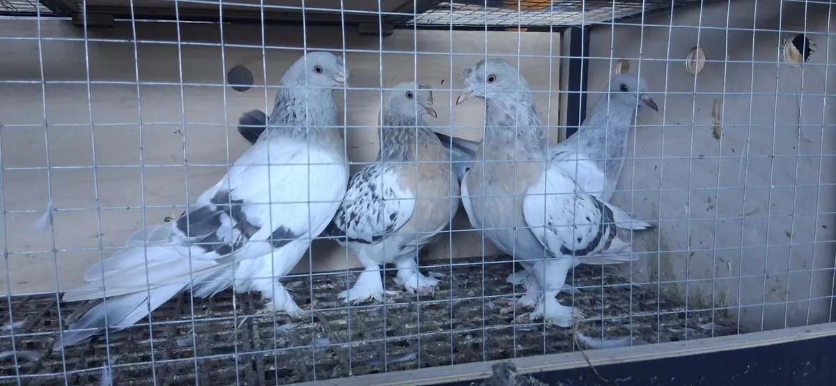Pigeons - Image 4