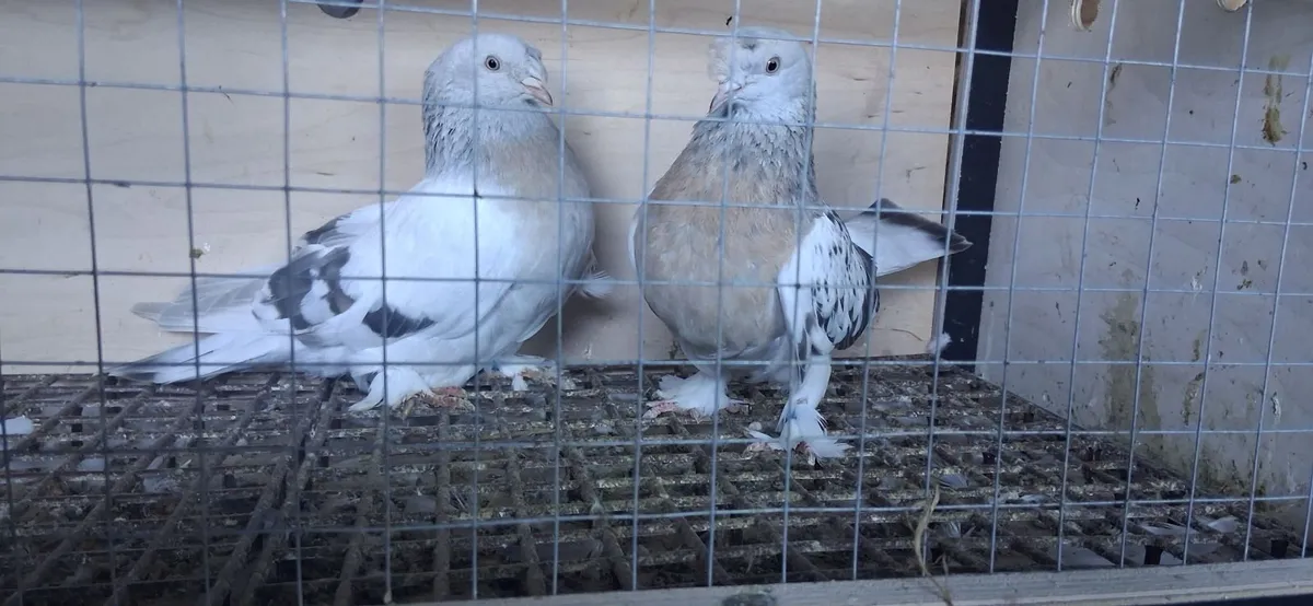 Pigeons - Image 3