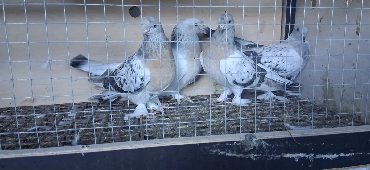 Pigeons - Image 1