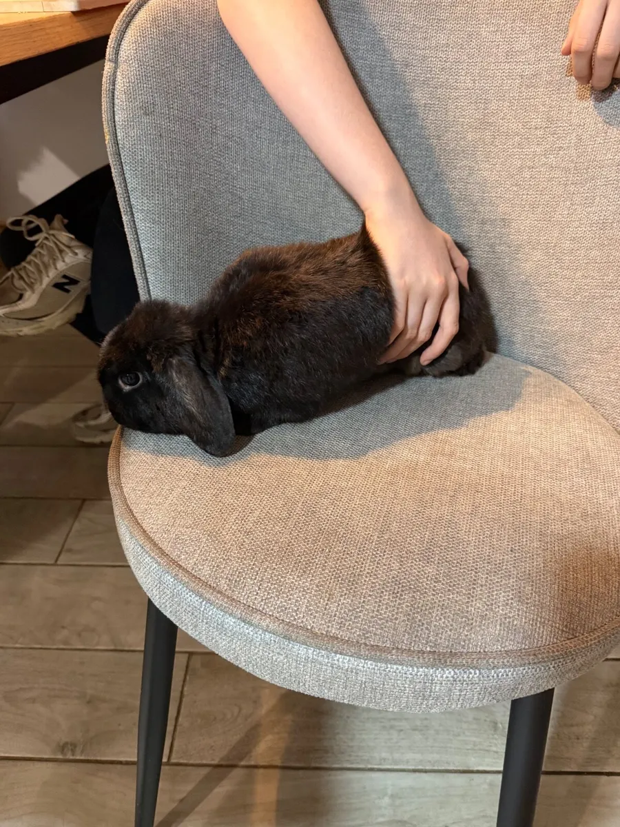 Rabbits - Image 4