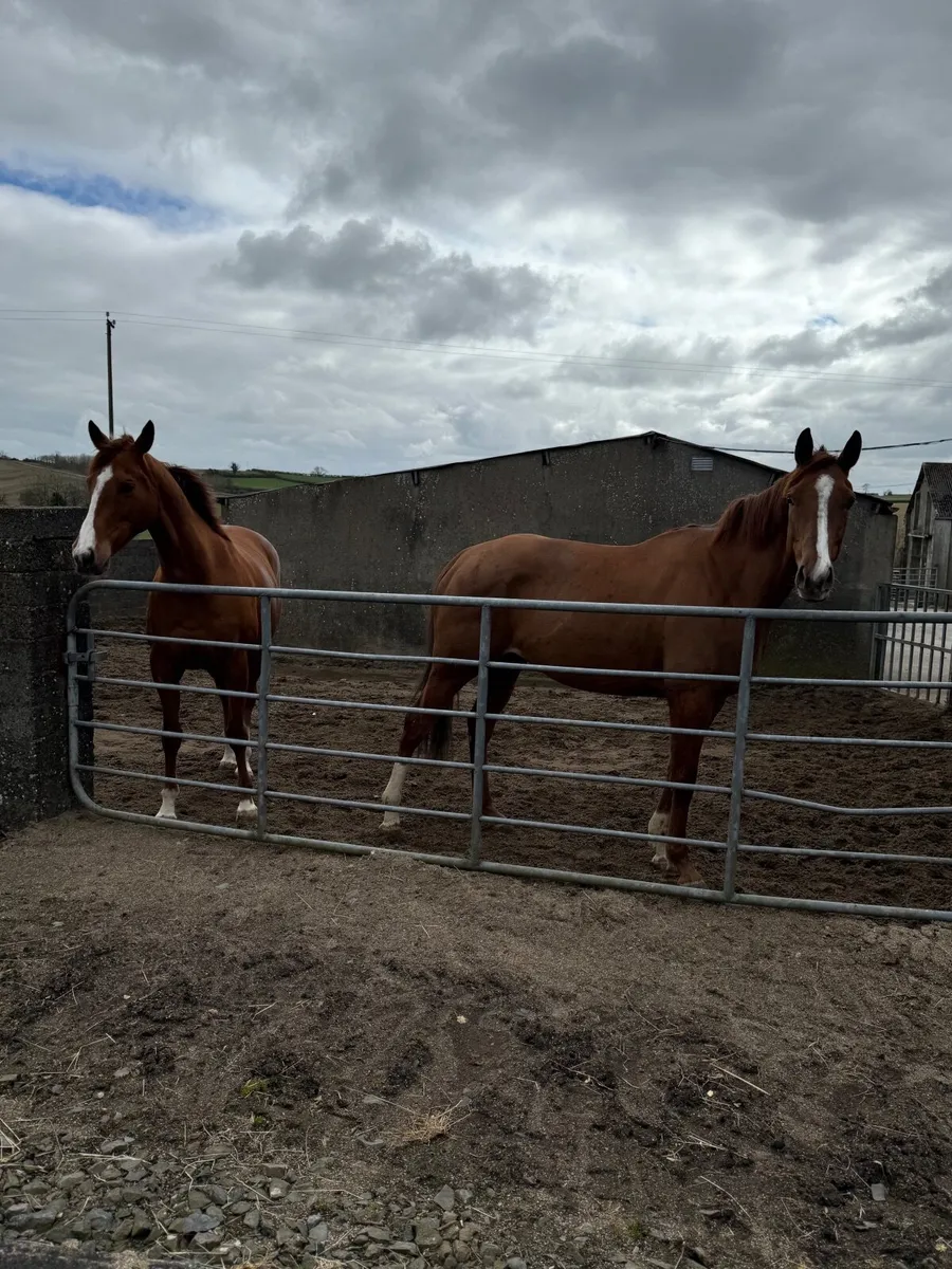 2 flashy TB mares - Image 1