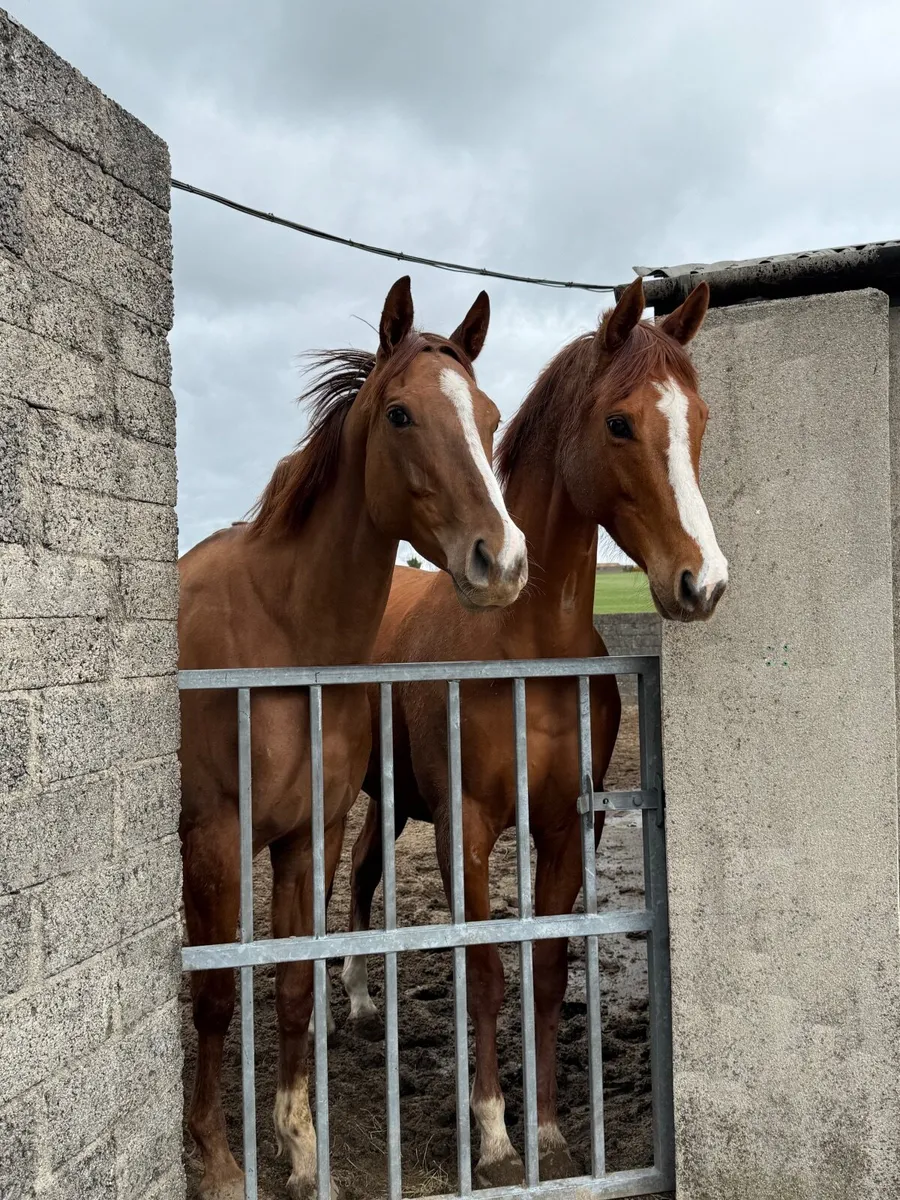 2 flashy TB mares - Image 2