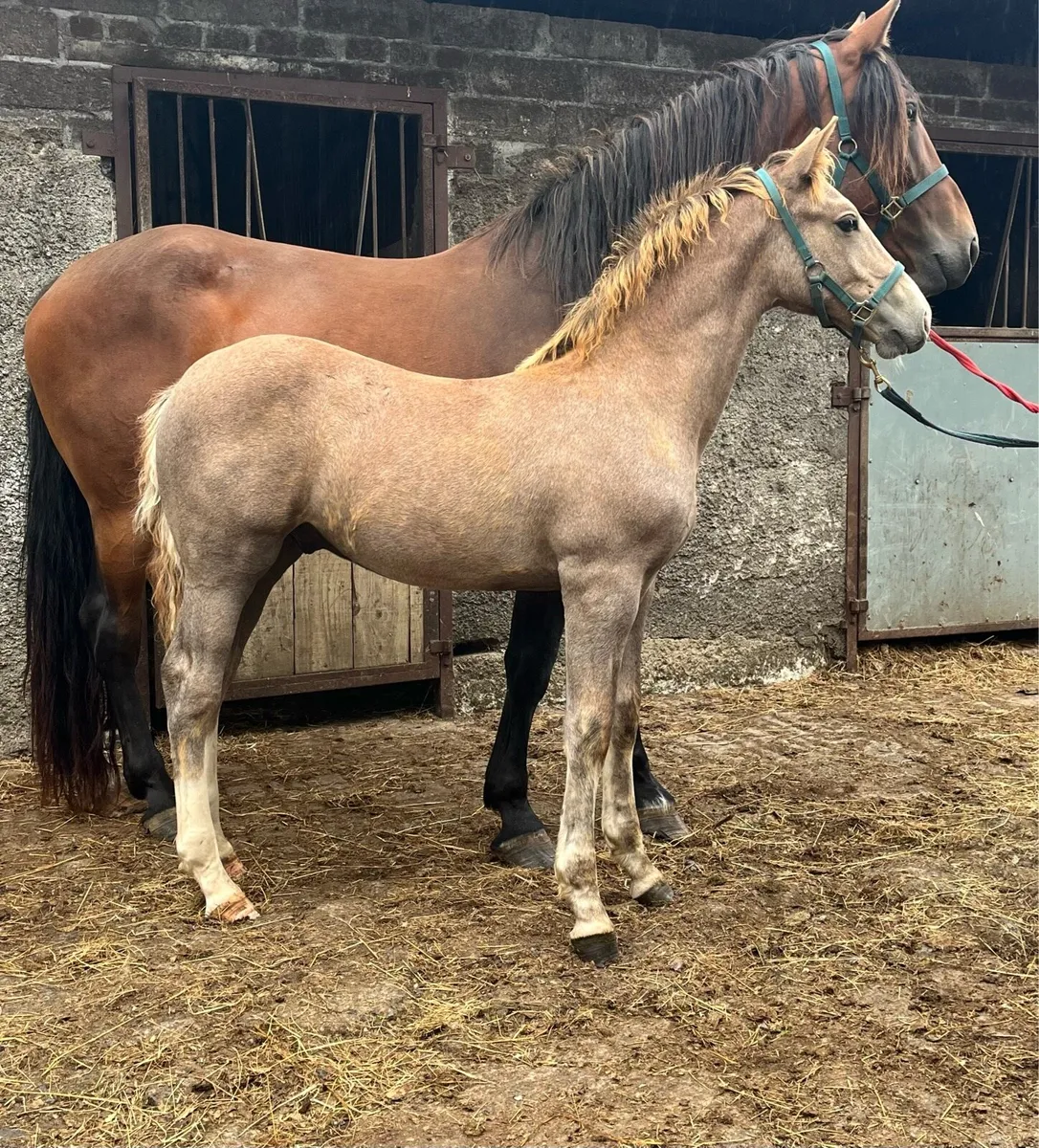 Irish Draught Foals - Image 1