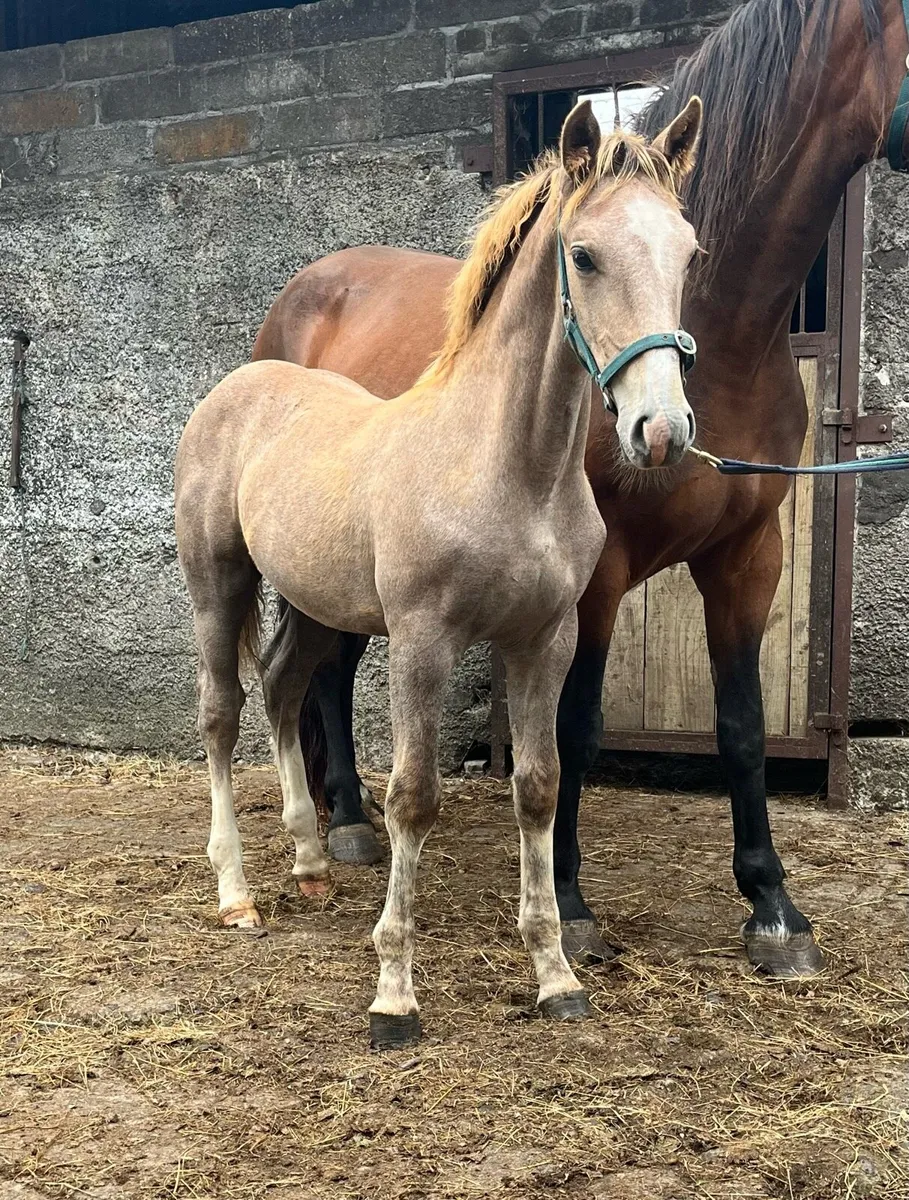 Irish Draught Foals - Image 2