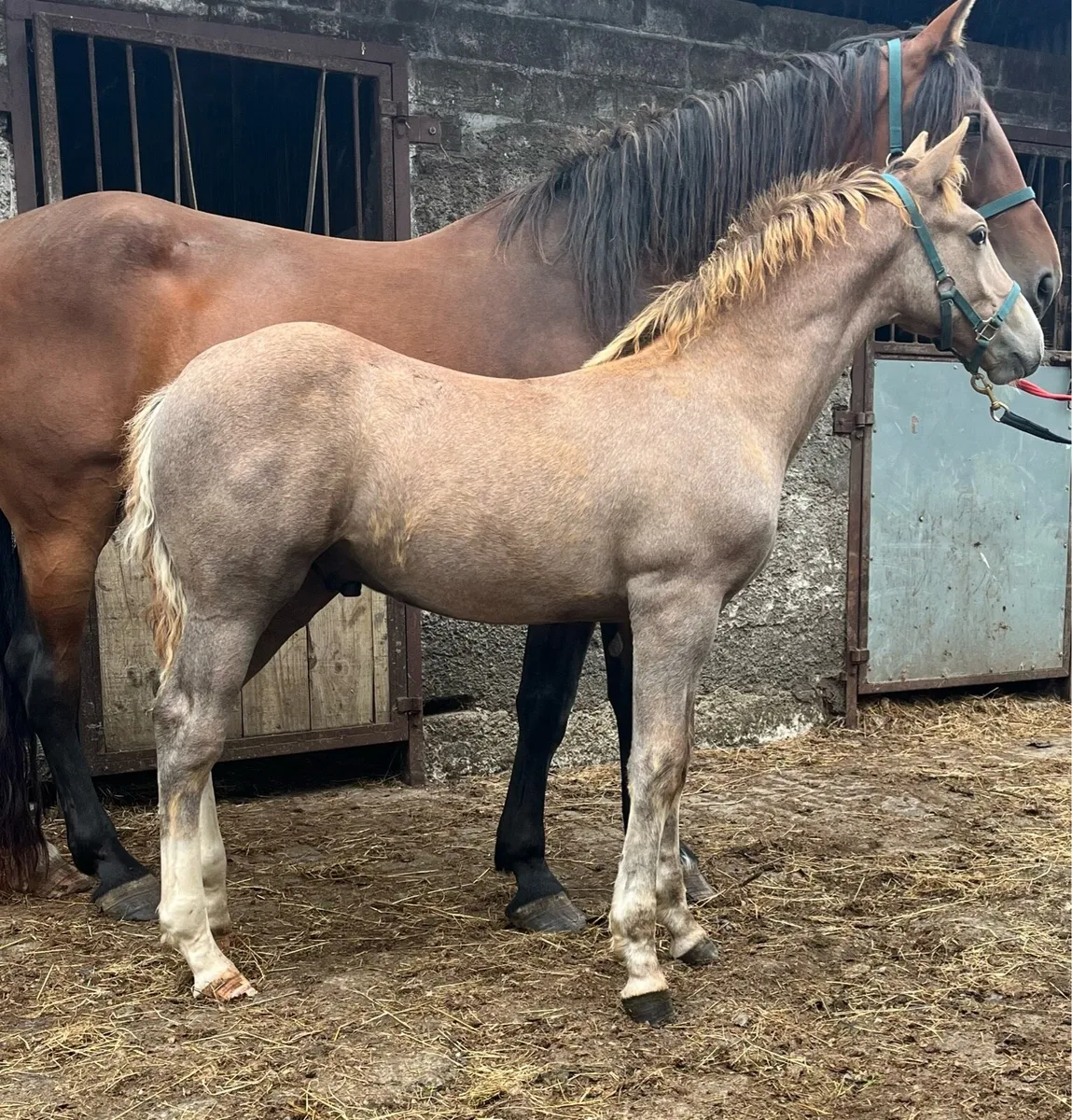 Irish Draught Foals - Image 3